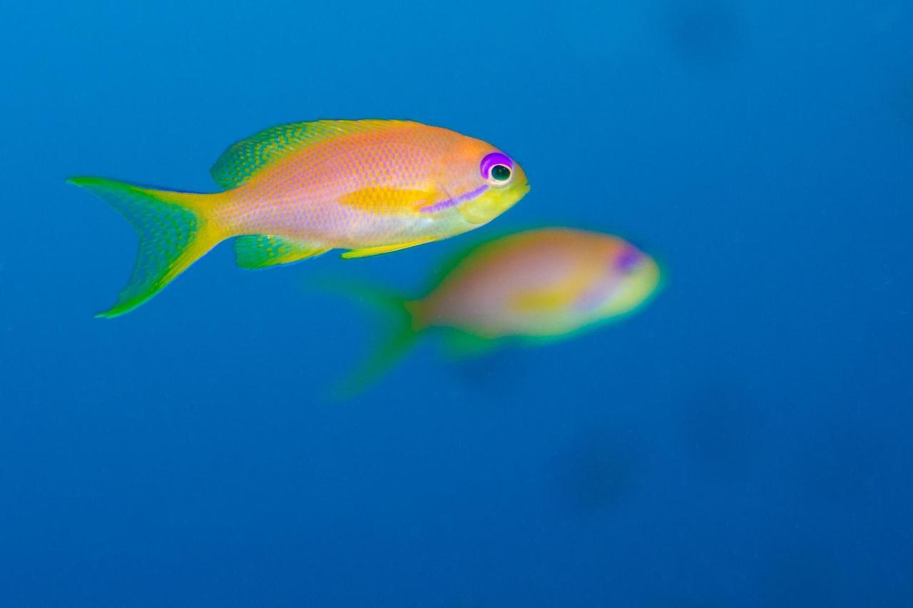 Coral Sun Beach (Adults Only) サファガ エクステリア 写真